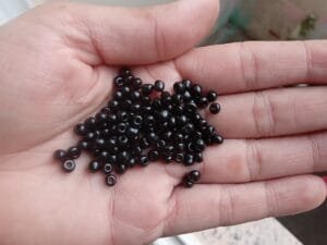 Miçangão leitoso 3.6mm(6/0) - Preto - pct c/10g